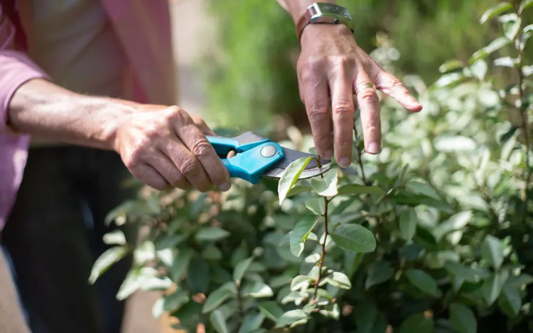 Year-Round Garden Maintenance Brisbane: A Complete Seasonal Checklist