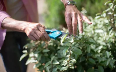 Year-Round Garden Maintenance Brisbane: A Complete Seasonal Checklist