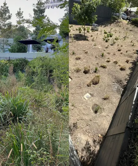 Oxley GPM team mulching around a large tree as part of sustainable garden maintenance in a Brisbane residential property